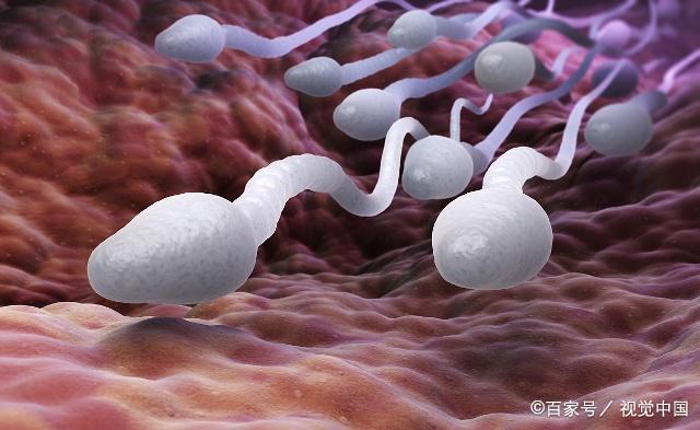 没结合的"精子"最后去哪了?别害羞,看完就明白了!