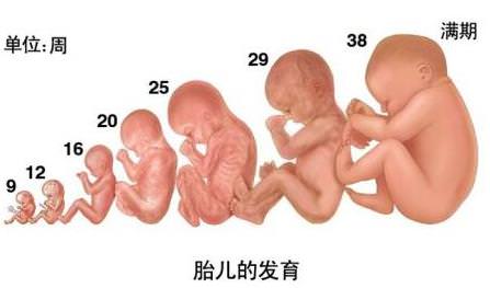 胎儿发育标准