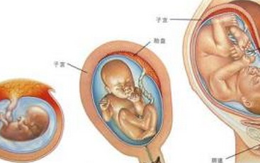 胎兒發育過程