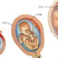 胎儿发育过程