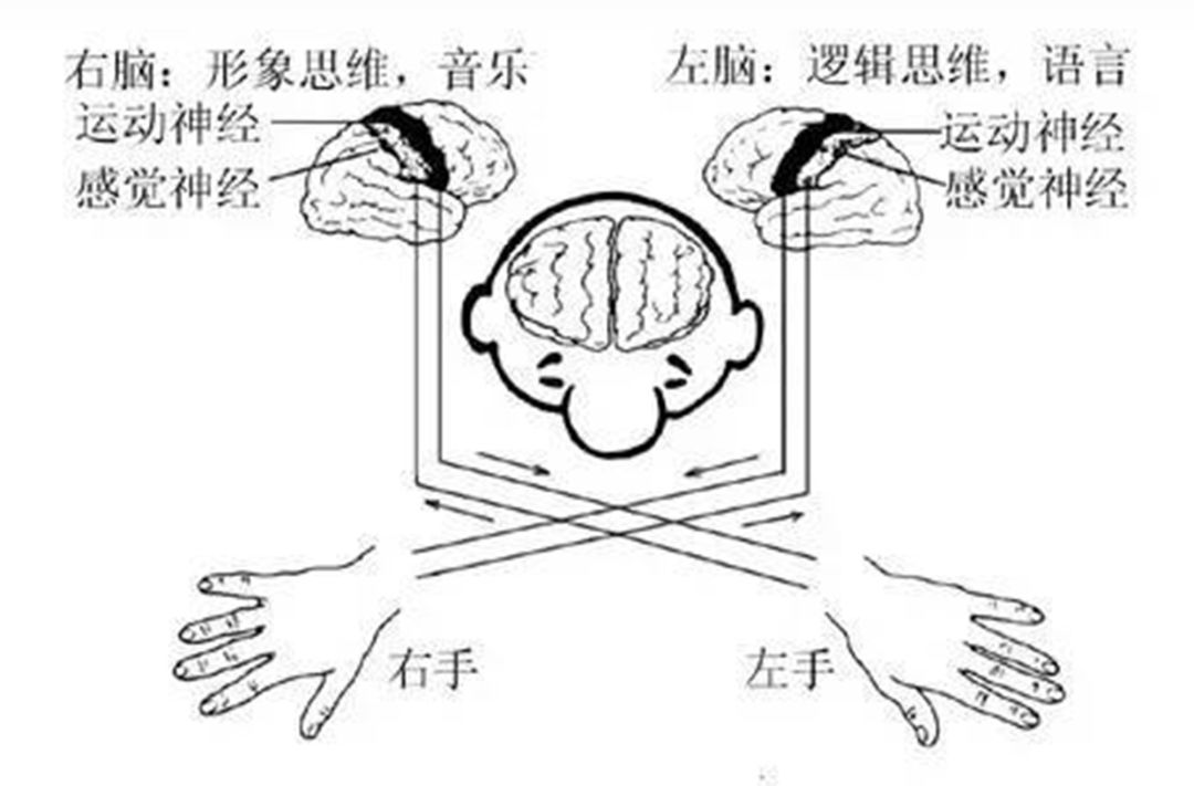 左撇子真的比右利手的人聪明吗?